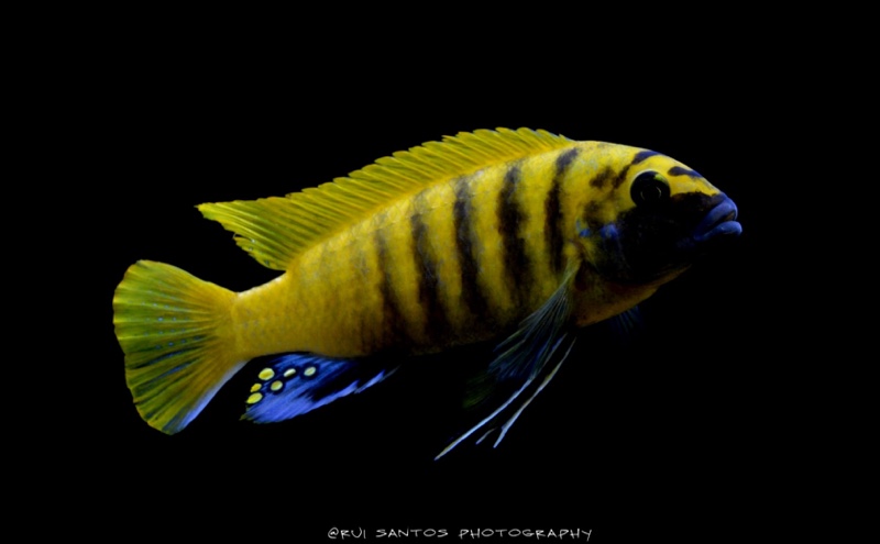 Maylandia sp. 'zebra gold' Kawanga